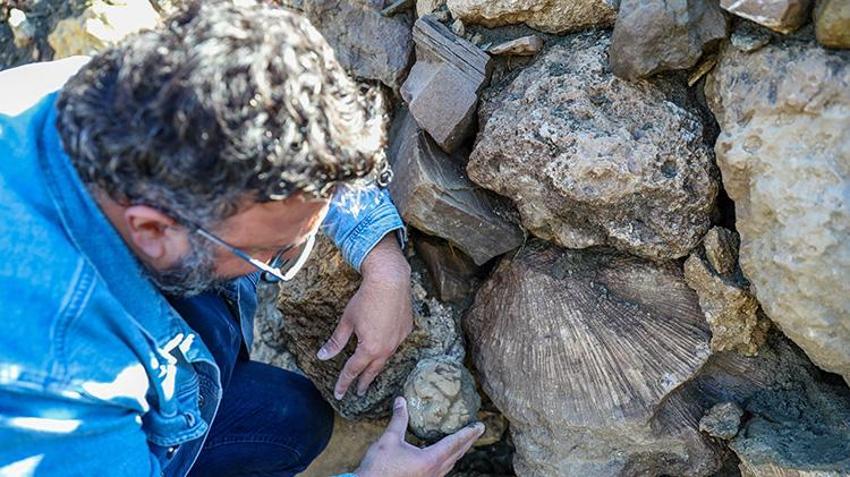 50 milyon yıl öncesine ait olduğu düşünülüyor! Bingöl'ün dağlarında bulundu, yaşı incelendikten sonra belli olacak