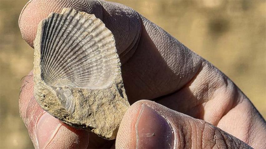 50 milyon yıl öncesine ait olduğu düşünülüyor! Bingöl'ün dağlarında bulundu, yaşı incelendikten sonra belli olacak