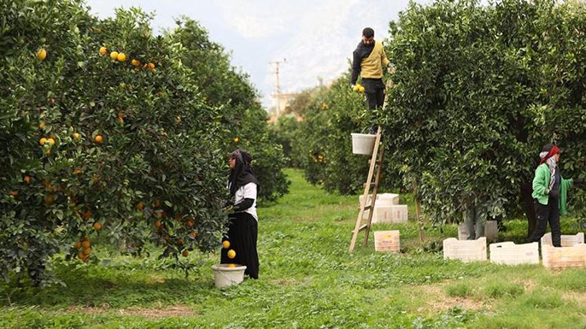 Antalya'da günde 500 ton toplanıyor! Bu hasat zengin edecek, talep patladı