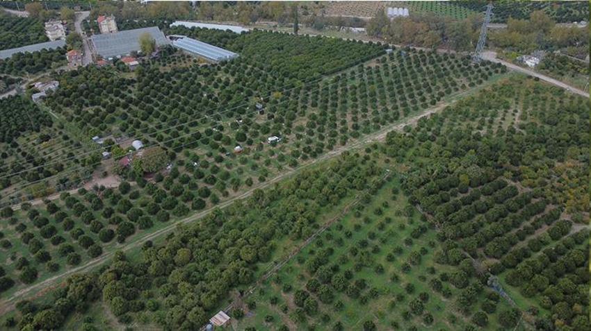 Antalya'da günde 500 ton toplanıyor! Bu hasat zengin edecek, talep patladı