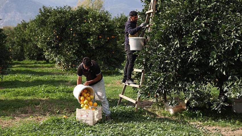 Antalya'da günde 500 ton toplanıyor! Bu hasat zengin edecek, talep patladı