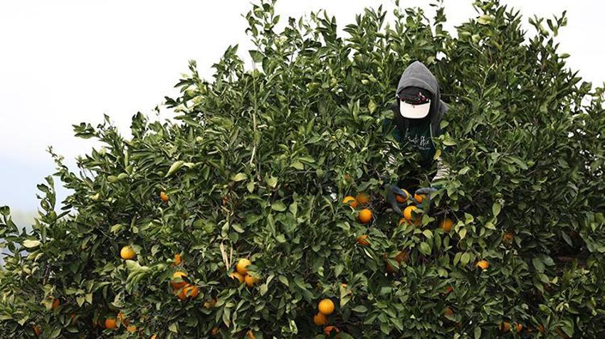 Antalya'da günde 500 ton toplanıyor! Bu hasat zengin edecek, talep patladı