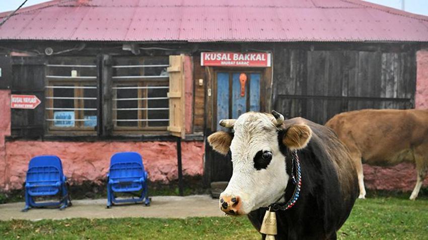 Trabzon'da 2 bin rakımlı Kusal Yaylası'nda yarım asırlık sevda! İlk kar yağana kadar açık: Turistlerin yeni uğrak noktası oldu