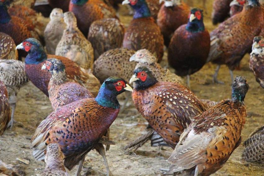 Üniversiteli öğrenciler yetiştirmeye başladı! Verim 5 kat arttı! Sayıları 60'tan 700'e ulaştı