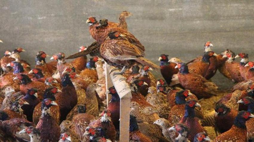 Üniversiteli öğrenciler yetiştirmeye başladı! Verim 5 kat arttı! Sayıları 60'tan 700'e ulaştı