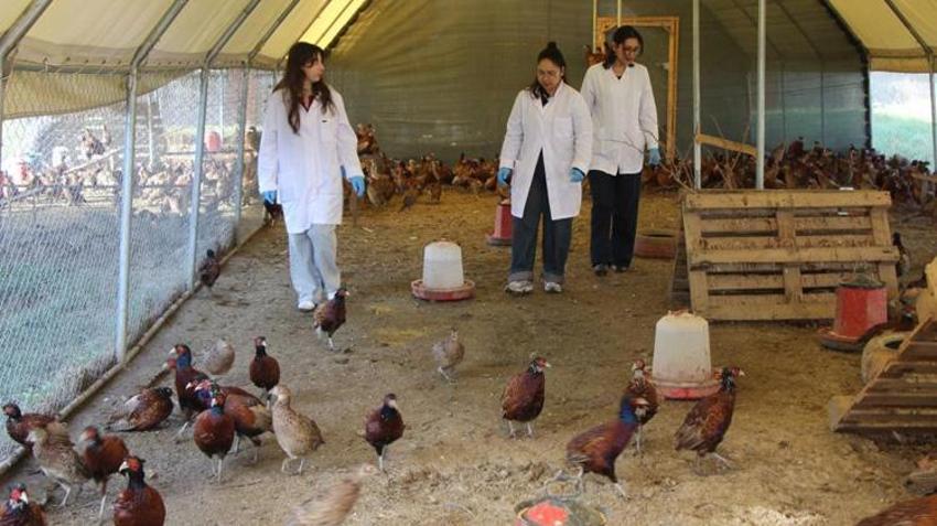 Üniversiteli öğrenciler yetiştirmeye başladı! Verim 5 kat arttı! Sayıları 60'tan 700'e ulaştı