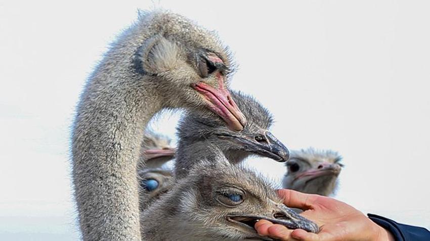 İstanbul'da kariyerini bırakıp memleketi Kars'a döndü, 7 dönümlük arazide hiç yapılmayanı yaptı! 'Her şeyinden para kazanılıyor'