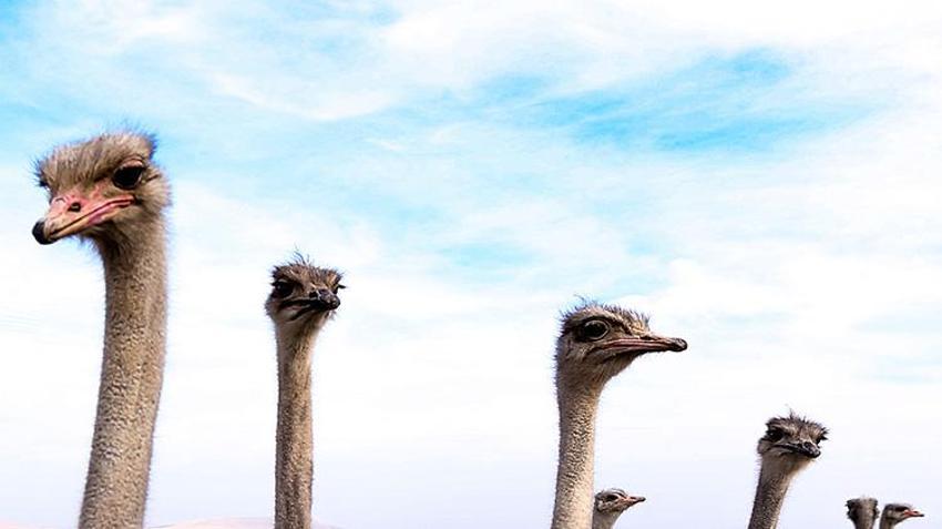 İstanbul'da kariyerini bırakıp memleketi Kars'a döndü, 7 dönümlük arazide hiç yapılmayanı yaptı! 'Her şeyinden para kazanılıyor'