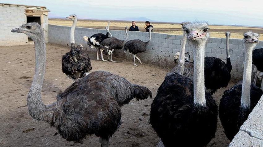 İstanbul'da kariyerini bırakıp memleketi Kars'a döndü, 7 dönümlük arazide hiç yapılmayanı yaptı! 'Her şeyinden para kazanılıyor'