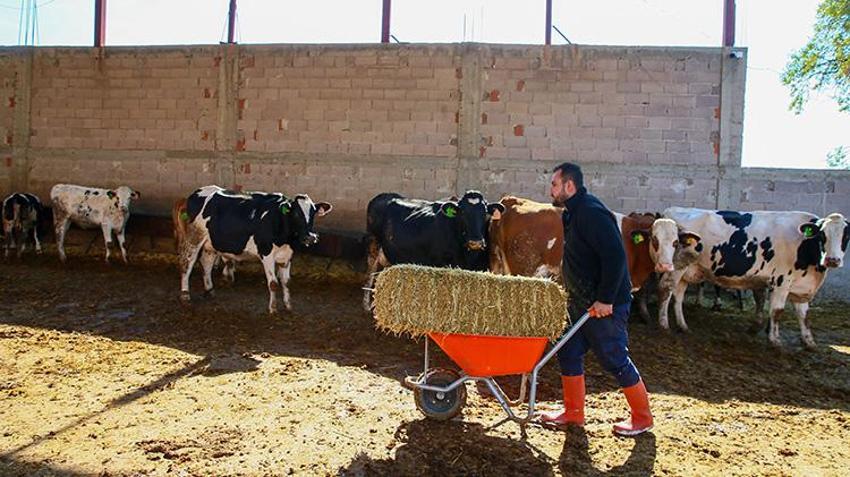 Mühendislik mezunu oldu, diplomasını ahıra astı! 4 hayvanla başladığı işte devlet desteğiyle 10'a katladı