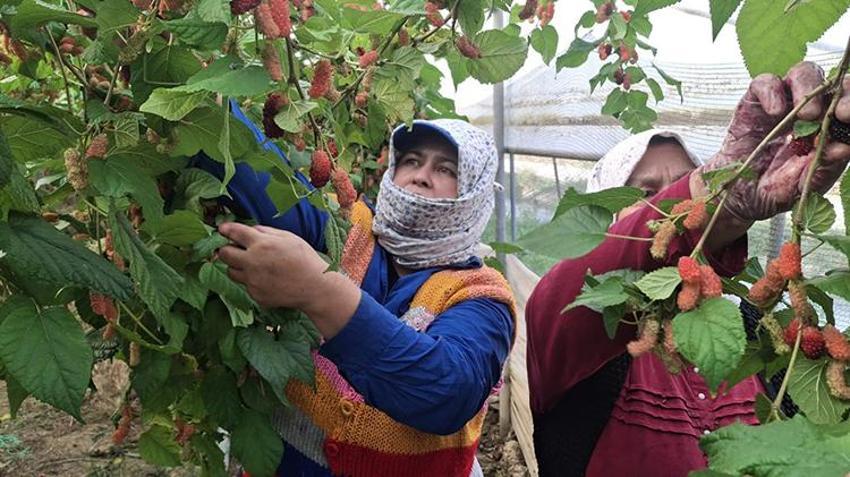 Silifke'de hasat başladı: Lüks sofraların gözdesi! Dubai ve Katar'a ihraç ediliyor! 600 ton rekolte bekleniyor