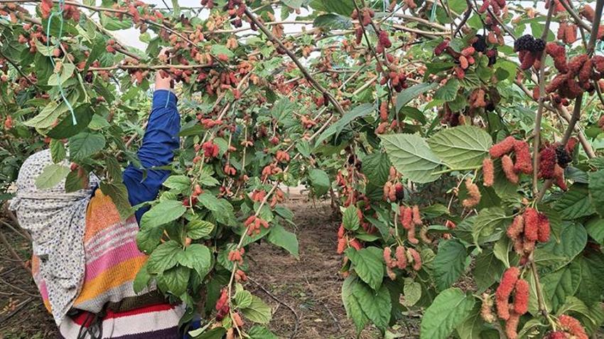 Silifke'de hasat başladı: Lüks sofraların gözdesi! Dubai ve Katar'a ihraç ediliyor! 600 ton rekolte bekleniyor
