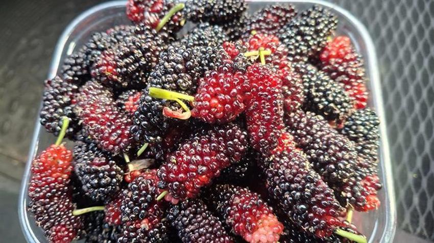 Silifke'de hasat başladı: Lüks sofraların gözdesi! Dubai ve Katar'a ihraç ediliyor! 600 ton rekolte bekleniyor