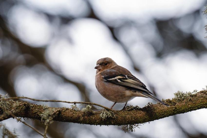 Türkiye'nin 'Orman denizi' Yedigöller’i 2 ayda 180 bin kişi ziyaret etti