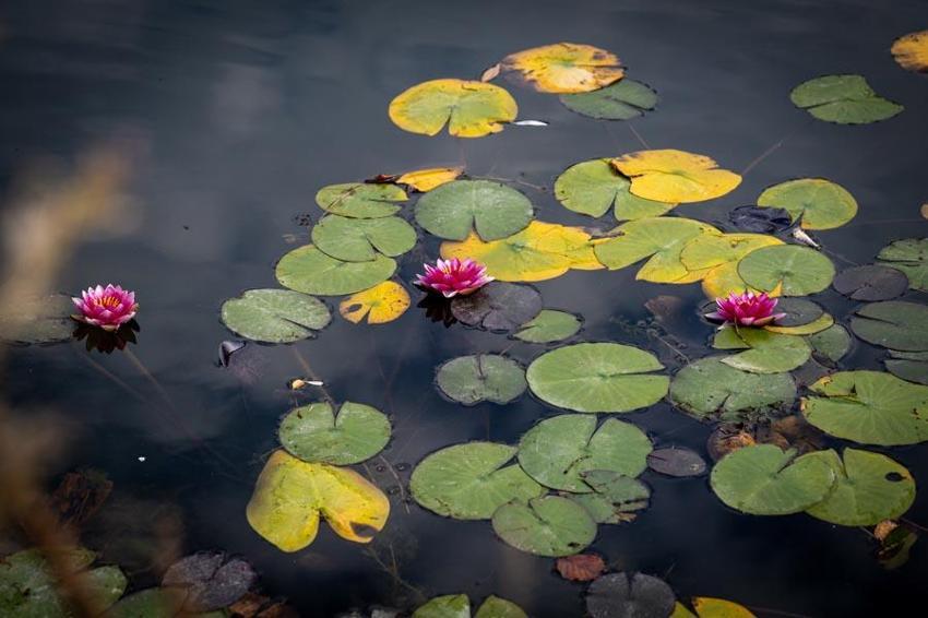 Türkiye'nin 'Orman denizi' Yedigöller’i 2 ayda 180 bin kişi ziyaret etti