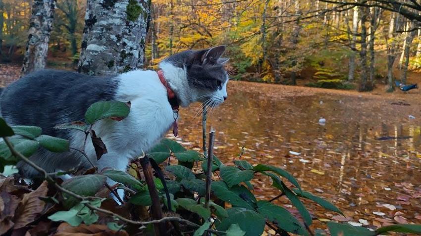 Türkiye'nin 'Orman denizi' Yedigöller’i 2 ayda 180 bin kişi ziyaret etti