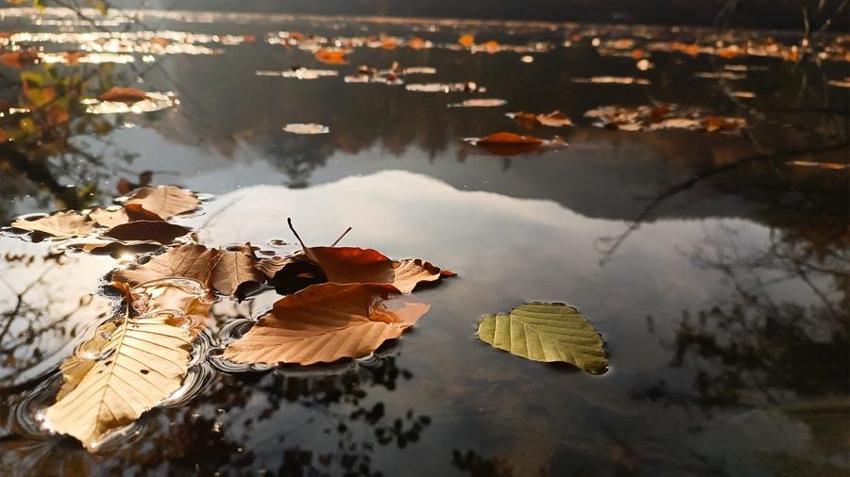 Türkiye'nin 'Orman denizi' Yedigöller’i 2 ayda 180 bin kişi ziyaret etti