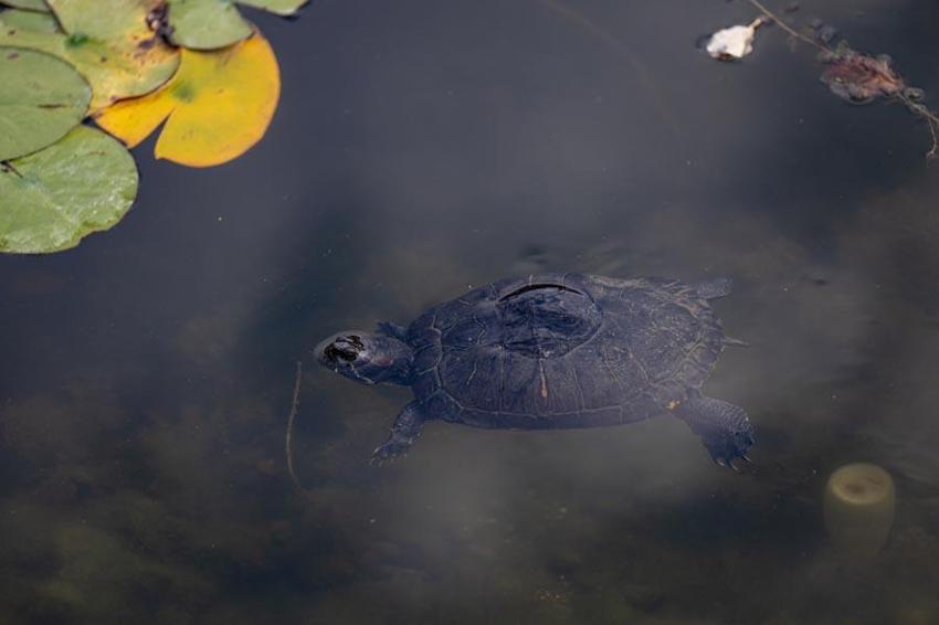 Türkiye'nin 'Orman denizi' Yedigöller’i 2 ayda 180 bin kişi ziyaret etti