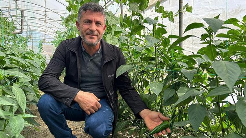 Türkiye'nin en acı biberinde hasat zamanı! Uzman isim faydalarını saydı: 'Hastalıklara karşı direnç oluşturur'