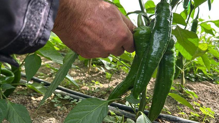 Türkiye'nin en acı biberinde hasat zamanı! Uzman isim faydalarını saydı: 'Hastalıklara karşı direnç oluşturur'