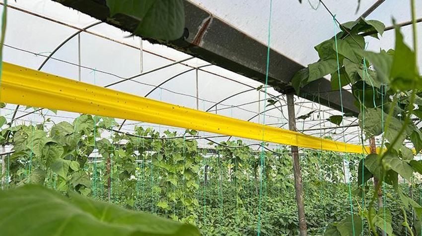 Türkiye'nin en acı biberinde hasat zamanı! Uzman isim faydalarını saydı: 'Hastalıklara karşı direnç oluşturur'