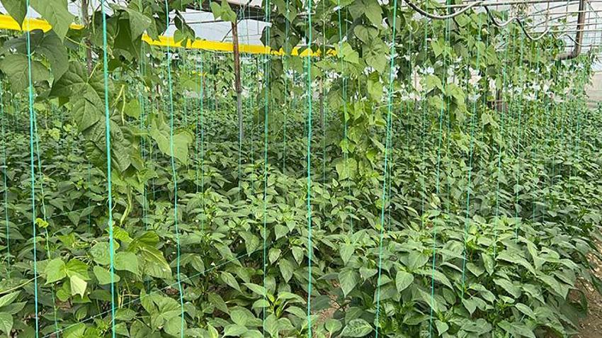 Türkiye'nin en acı biberinde hasat zamanı! Uzman isim faydalarını saydı: 'Hastalıklara karşı direnç oluşturur'