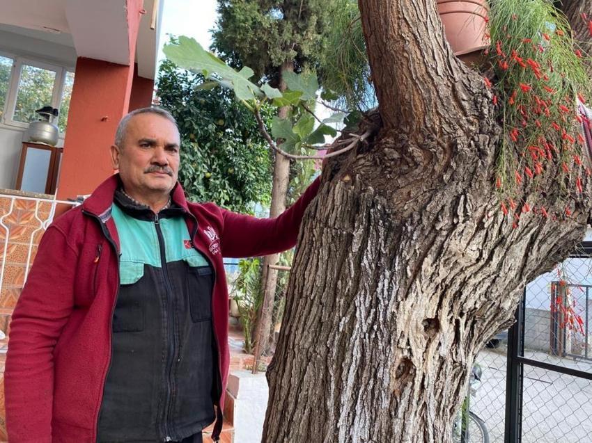 Osmaniye'de şaşırtan görüntü: Dut gövdesinden incir çıktı!