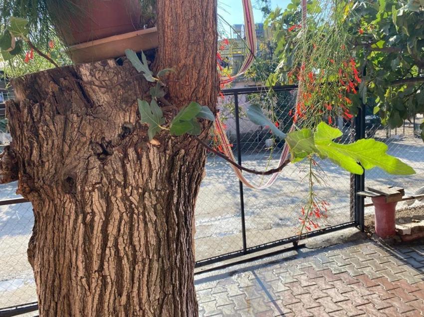 Osmaniye'de şaşırtan görüntü: Dut gövdesinden incir çıktı!