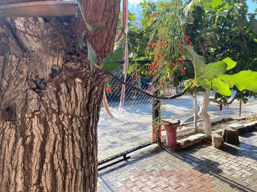 Osmaniye'de şaşırtan görüntü: Dut gövdesinden incir çıktı!