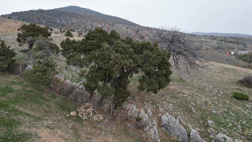 Tokat'ta köylü çağrı yaptı jandarma devriye atıyor! 508 yıl önce ekildi