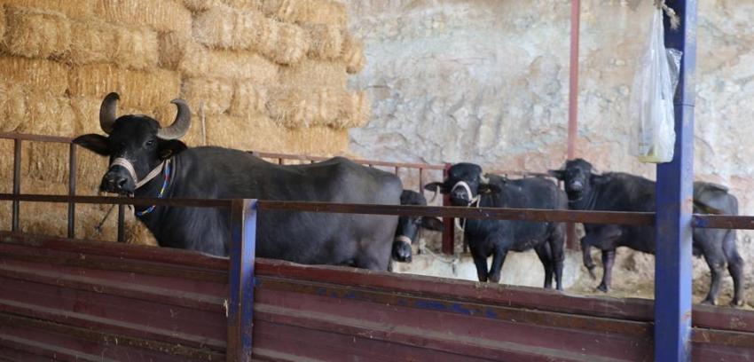 Aydın'da desteksiz üretim başladı! Eşe dosta verilmiyor: 5 saatte fiyatını ikiye katlıyor