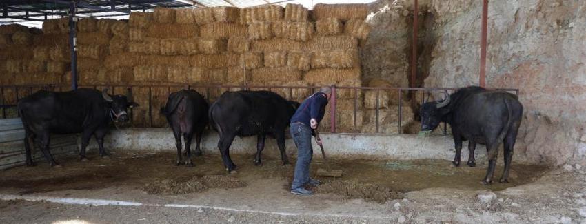 Aydın'da desteksiz üretim başladı! Eşe dosta verilmiyor: 5 saatte fiyatını ikiye katlıyor