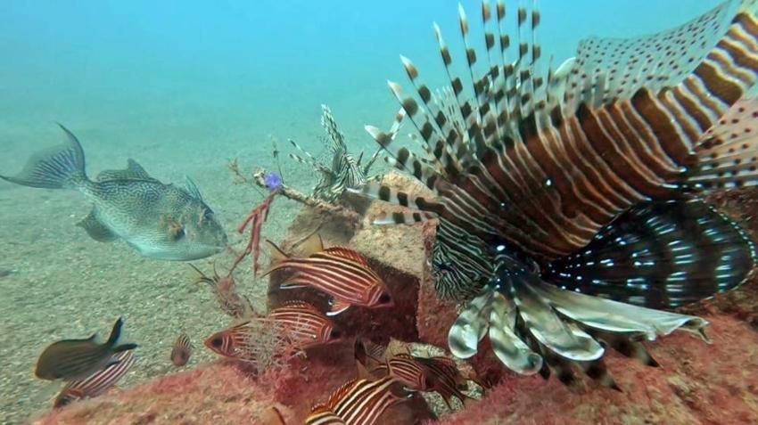 Antalya'da deniz dibinde fark etti: 4 yeni tür ortaya çıkardı! 'Suya girdiğim an gördüm'