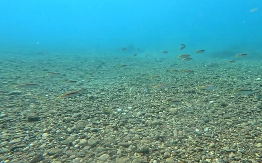 Antalya'da deniz dibinde fark etti: 4 yeni tür ortaya çıkardı! 'Suya girdiğim an gördüm'