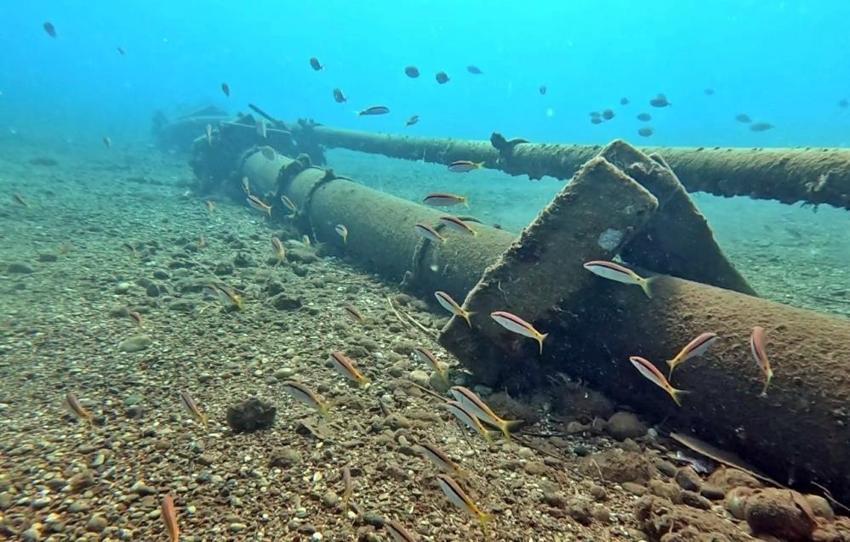 Antalya'da deniz dibinde fark etti: 4 yeni tür ortaya çıkardı! 'Suya girdiğim an gördüm'