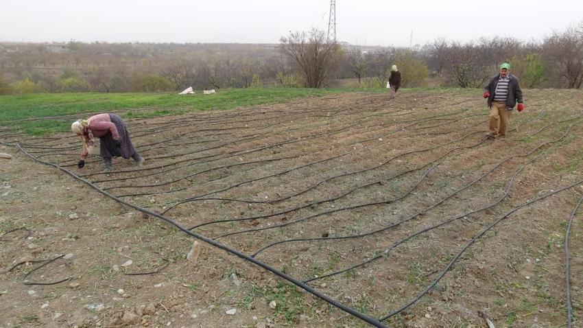 Malatya'da denemek için 30 kilo ekti! Tarladan çıkarmadan satıyor: 4 yılda servet kazandı