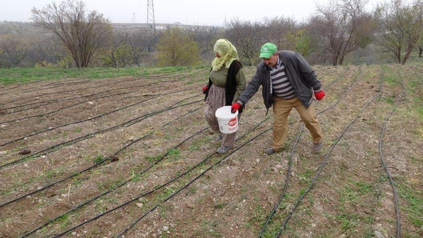 Malatya'da denemek için 30 kilo ekti! Tarladan çıkarmadan satıyor: 4 yılda servet kazandı