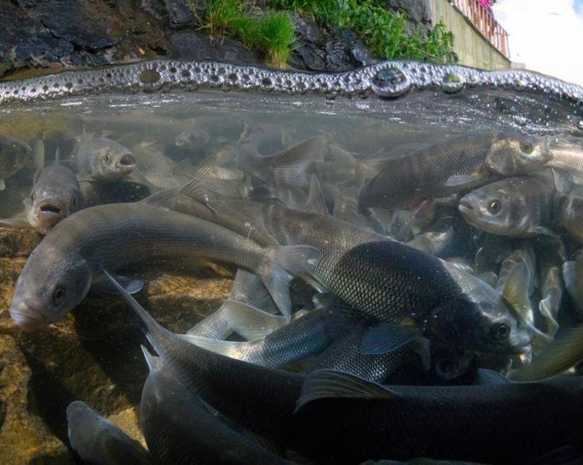 İklim krizi Van Gölü'nün incisini vuruyor! Kar yağışının azalması 20 bin kişinin geçim kaynağını tehdit ediyor: 'Nesli tehlike altında!'