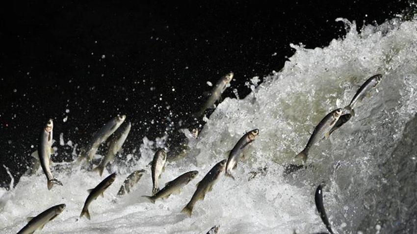 İklim krizi Van Gölü'nün incisini vuruyor! Kar yağışının azalması 20 bin kişinin geçim kaynağını tehdit ediyor: 'Nesli tehlike altında!'