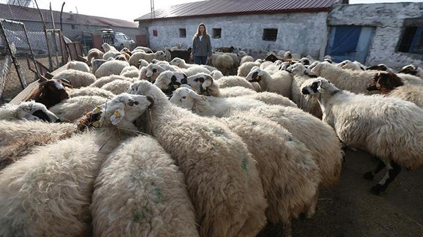 İstanbul'u terk edip Kars'taki köyüne taşındı! Devlet desteğini alıp üretime başladı