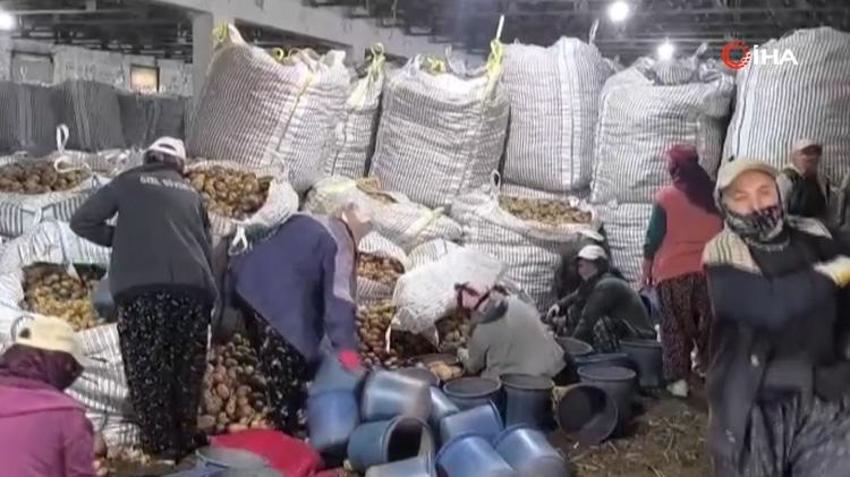 Afyonkarahisar'da hasat bitti! Tarlalardan depolara taşınıyor! Kilogram fiyatı çiftçinin yüzünü güldürdü