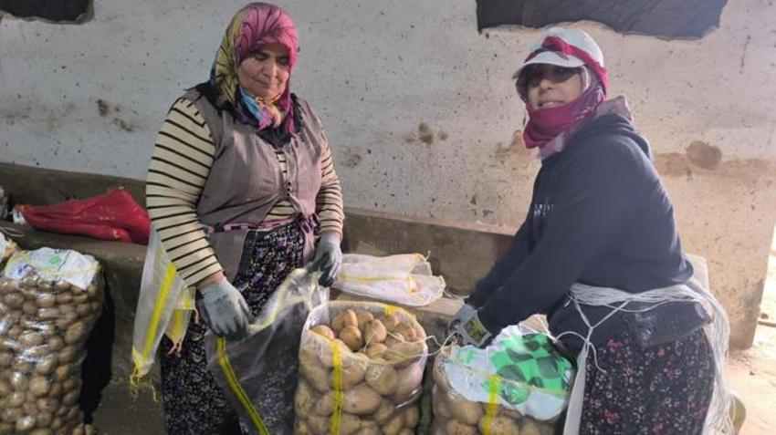 Afyonkarahisar'da hasat bitti! Tarlalardan depolara taşınıyor! Kilogram fiyatı çiftçinin yüzünü güldürdü