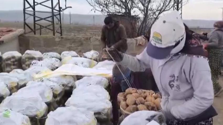 Afyonkarahisar'da hasat bitti! Tarlalardan depolara taşınıyor! Kilogram fiyatı çiftçinin yüzünü güldürdü