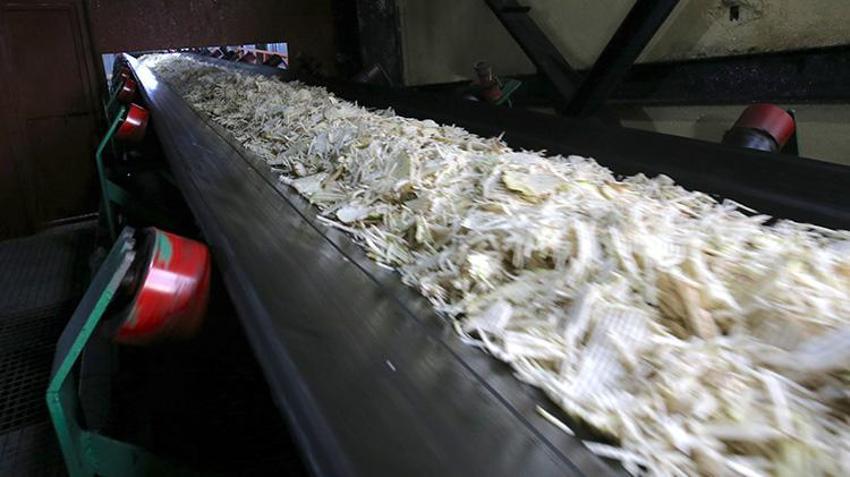 Çiftçiler yeni ürüne yöneldi! Muş ve Van'da üreticinin kazancı katlandı! Hedef 76 bin ton