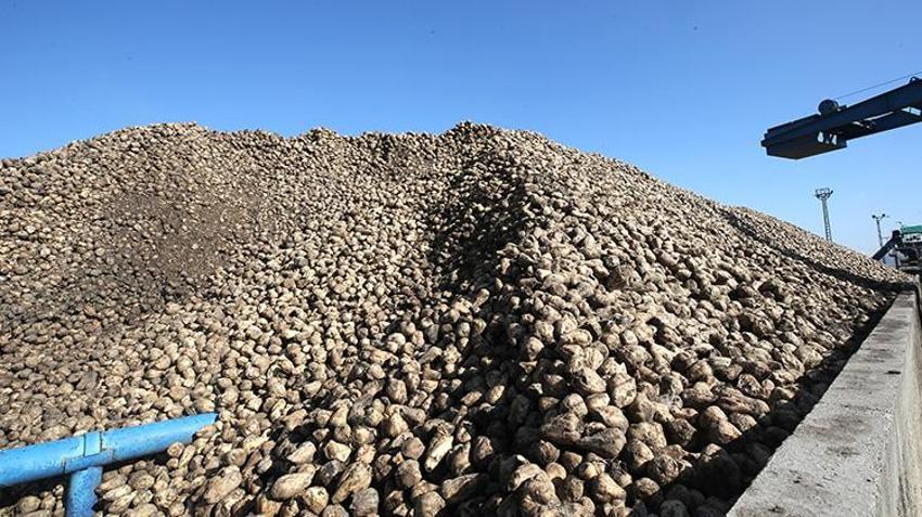 Çiftçiler yeni ürüne yöneldi! Muş ve Van'da üreticinin kazancı katlandı! Hedef 76 bin ton