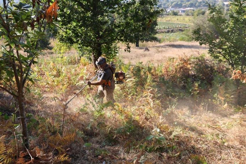 Köylü dağdan topluyor! İlçe pazarında 250 TL'ye satıyor: Sıfır maliyetle iş kuruyorlar