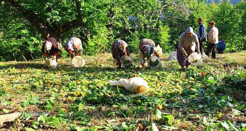 Köylü dağdan topluyor! İlçe pazarında 250 TL'ye satıyor: Sıfır maliyetle iş kuruyorlar