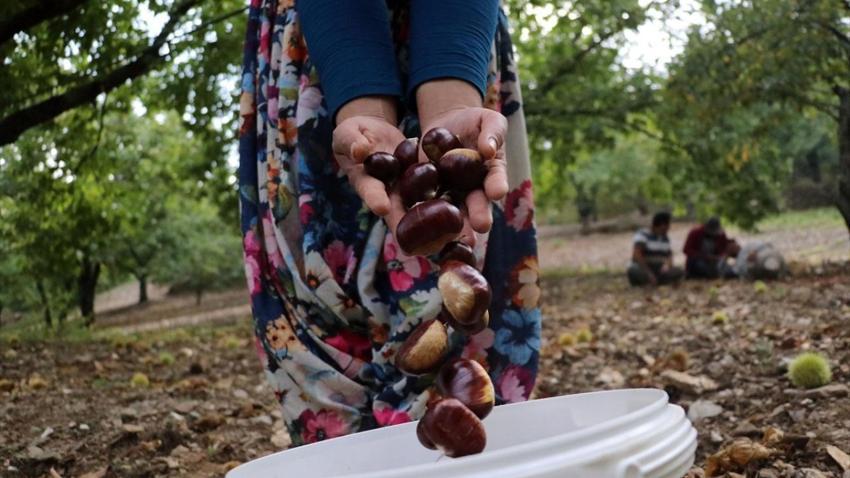 Köylü dağdan topluyor! İlçe pazarında 250 TL'ye satıyor: Sıfır maliyetle iş kuruyorlar