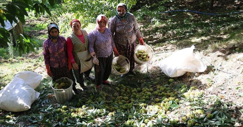 Köylü dağdan topluyor! İlçe pazarında 250 TL'ye satıyor: Sıfır maliyetle iş kuruyorlar