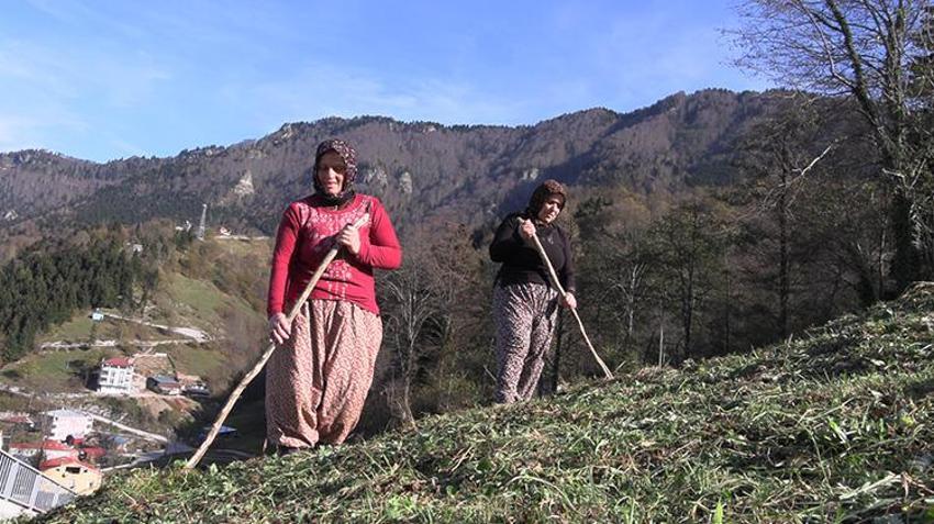 Trabzonsporlu kadınların zorlu maç günü mesaisi! Otlar biçildi, hayvanlar beslendi, yemek yapıldı: Sırada maç keyfi var